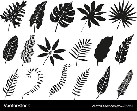 Palm leaf silhouette monstera frond plant leaves Vector Image