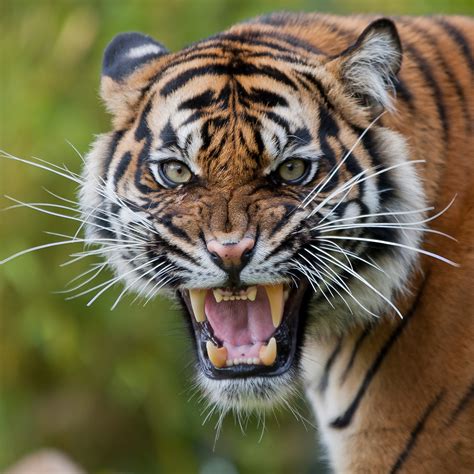 Angry Tiger | Best Wallpapers HD Collection