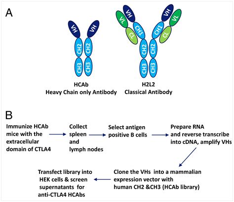 An anti-CTLA-4 heavy chain–only antibody with enhanced Treg depletion shows excellent ...