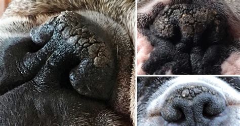 Is Your Dog's Nose Dry & Crusty? It Might Be Nasal Hyperkeratosis. Here's How To Help.