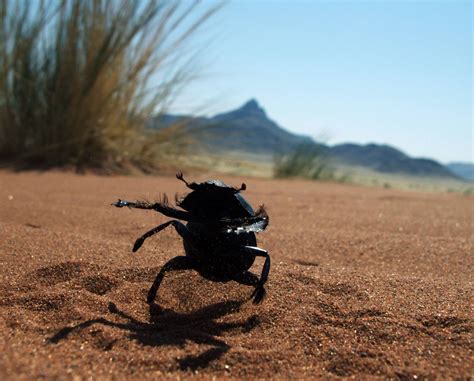 Learning from Namib Desert beetles -CapX