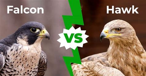 Falcon vs. Hawk: 8 Main Differences Explained - A-Z Animals