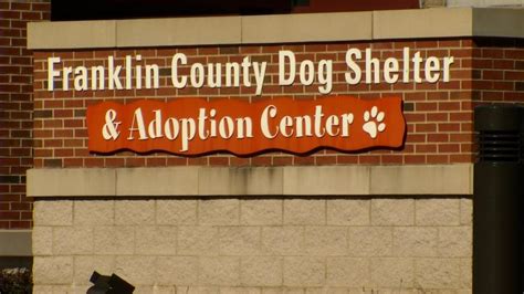 Franklin County Dog Shelter offers free spay and neuter program | WSYX