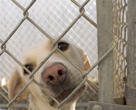 Cass County Animal Shelter : The 9 Best Animal Shelters In Michigan ...