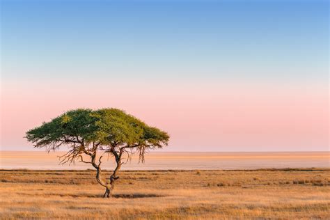 Solitary Acacia Tree At Sunrise • Landscape Photography Prints