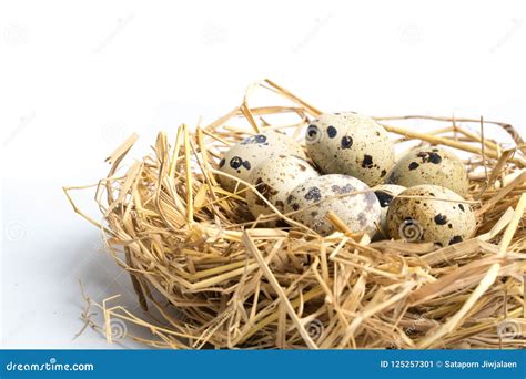 Quail Eggs in a Nest Isolated on White Stock Image - Image of isolated, birds: 125257301