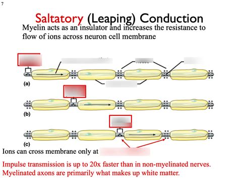 Saltatory Conduction Diagram | Quizlet