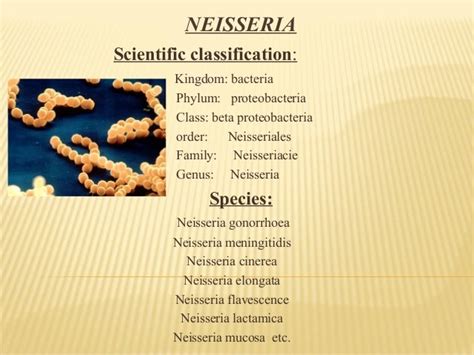 Neisseria gonorhae