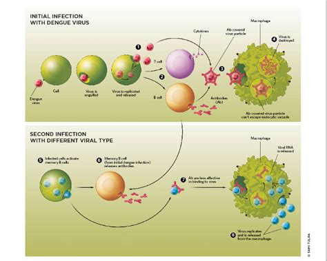 Antibody-Dependent Enhanced (ADE) Immunity | The Scientist Magazine®