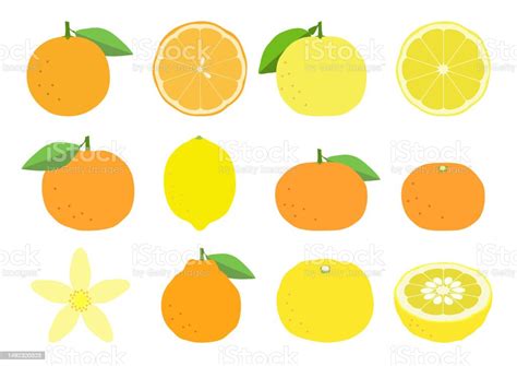 Set Of Citrus Fruits Icons Stock Illustration - Download Image Now ...