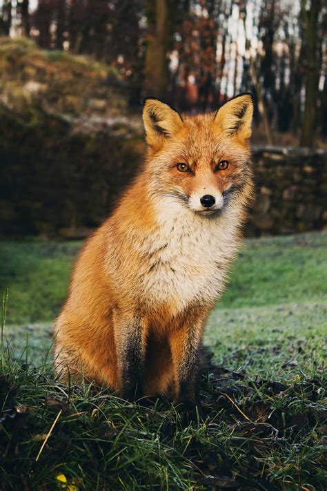 Free Images : animal, wildlife, fur, fauna, red fox, vertebrate, dog ...