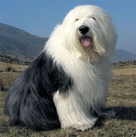 Old English Sheepdog. | Old english sheepdog, English sheepdog, English dogs