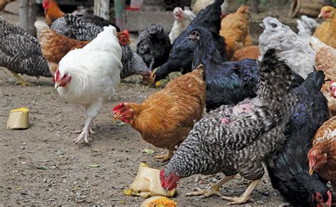 Free-range chickens: Part-time farmer’s success on rented land