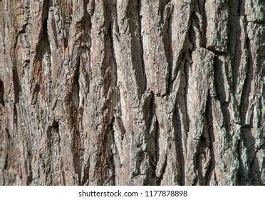 Old Oak Tree Bark Stock Photo 1177878898 | Shutterstock