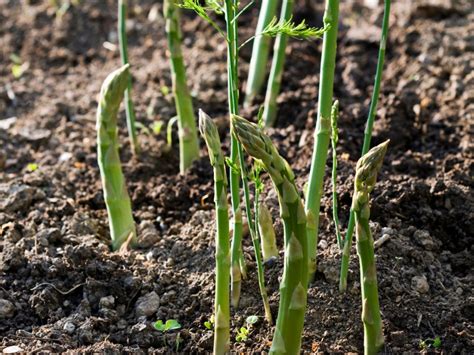 Propagating Asparagus Plants - Growing Asparagus From Seeds Or Division