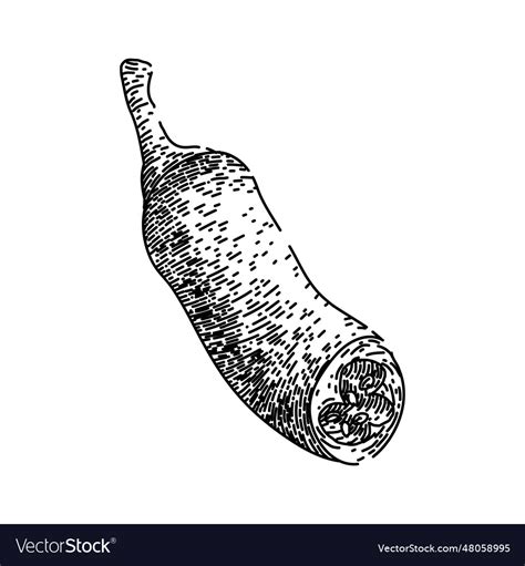 Vegetable chili pepper sketch hand drawn Vector Image