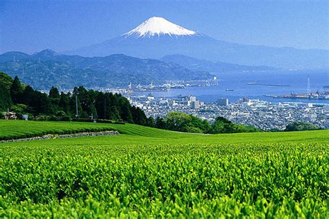 Shizuoka Highlights Tour - Japan Shore Excursions