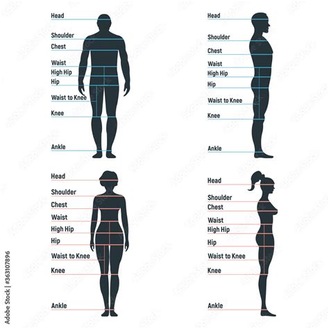 Male Body Comparison Chart