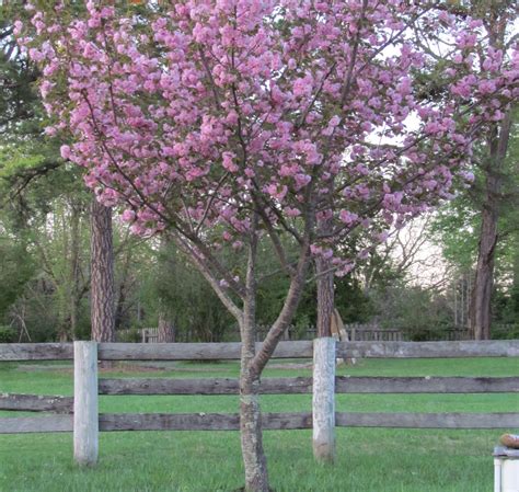 Dwarf Cherry Tree - Tere Fruit