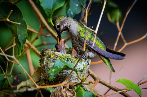 Anna’s Hummingbird Feeding Her Chicks : r/naturephotography