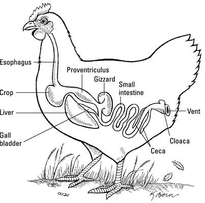 The Digestive System of a Chicken - dummies