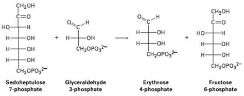 [Solved] One of the steps in the pentose phosphate pathway for glucose cataboli | SolutionInn