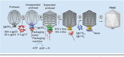 Figure 1 from Structure and function of bacteriophage T4. | Semantic Scholar