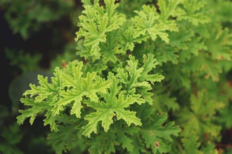 Growing Citronella: Varieties, Planting Guide, Care, Problems and Harvest