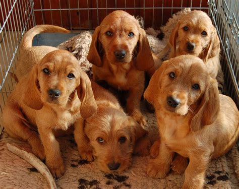 Basset Fauve De Bretagne Puppies KC Reg | Markfield, Leicestershire ...