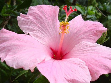 Hibiscus Flowers Wallpapers | Summer wallpapers