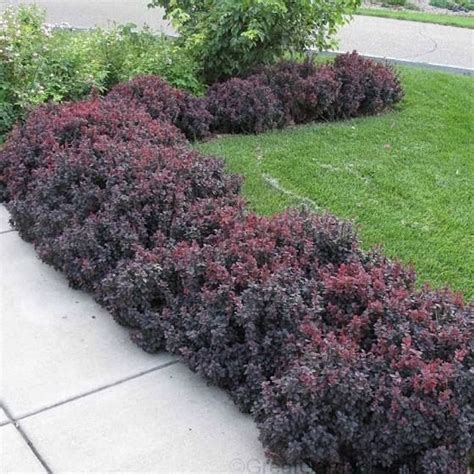 full sun zone 6 shrubs | Garden shrubs, Plants, Shrubs