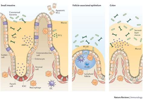 Intestinal epithelial cells: regulators of barrier function and immune homeostasis | Immunology ...