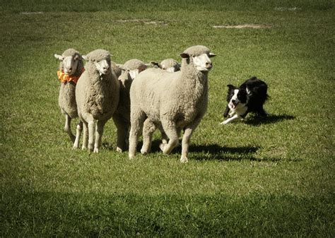 Working Australian Sheepdog Photograph by Daniel Hebard - Fine Art America