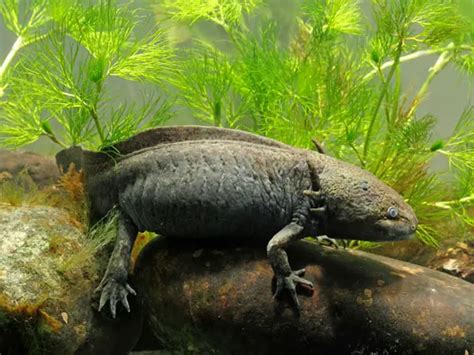 Are Axolotls Extinct in the Wild? - Axolotl Nerd