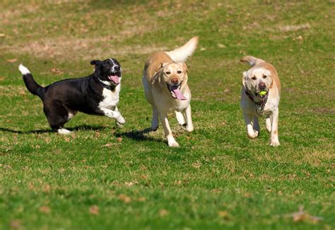 Best Dog Parks in Suwanee | Suwanee Dog Parks | The Paw Plex