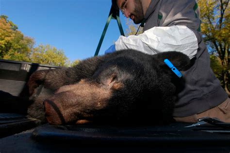 Controversial N.J. bear hunt on track to return this fall and for 4 more years - nj.com