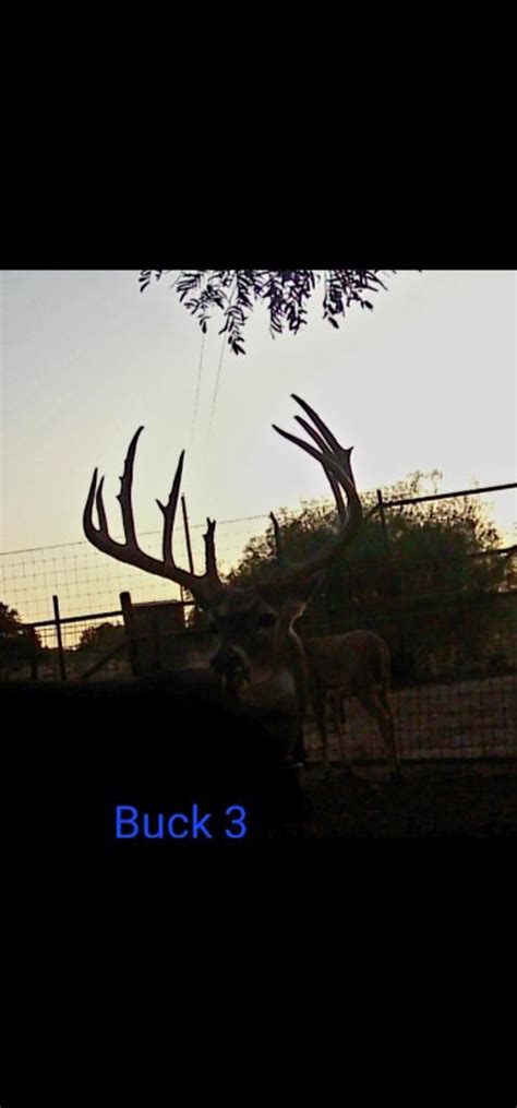 Big Bucks Available - Texas Hunting Forum