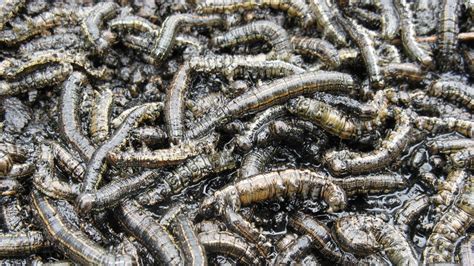 Army worms not invading the Falls - ABC News