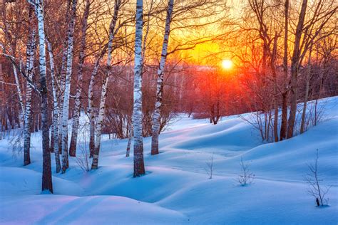 Snowy Birch Tree Forest Colorful Winter Sunset Photo Poster 18x12 | eBay