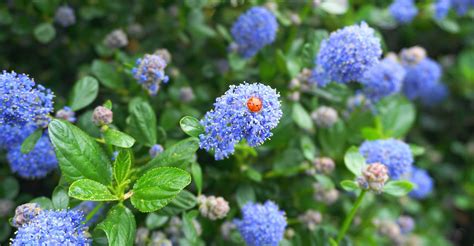 Purple Flowering Shrubs Identification