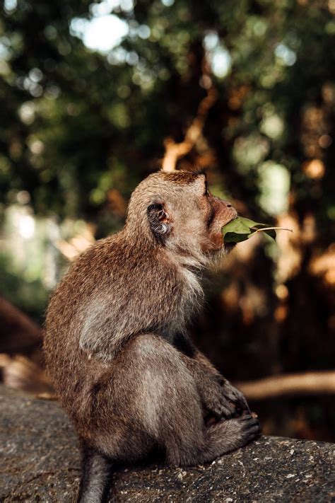 Adorable monkey eating green leaves · Free Stock Photo