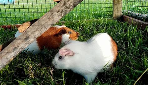 Best Outdoor Guinea Pig Hutch - Pocket Pet Central