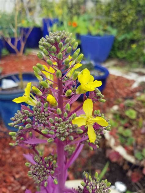 Ornamental Kale – Sunnyvale-Garden