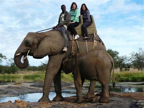 Ride an elephant in Africa | Elephant, Animals, Riding