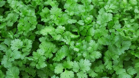 Health Benefits of Coriander Leaves | Coriander Leaves Benefits