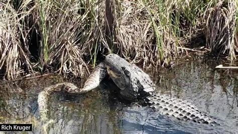 CAUGHT ON CAMERA: Gator vs Python In Florida Everglades - Breaking911