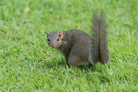 Northern treeshrew (Tupaia belangeri)