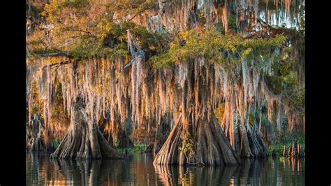 cypress tree louisiana swamp - An Swank