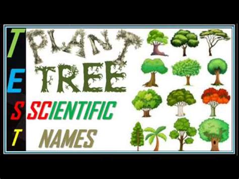 Scientific Names For Trees - slidesharetrick