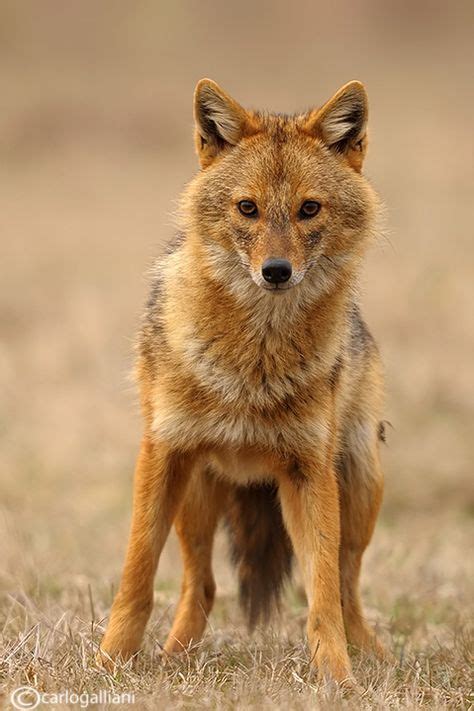 39 Jackals ideas | jackal, wild dogs, animals